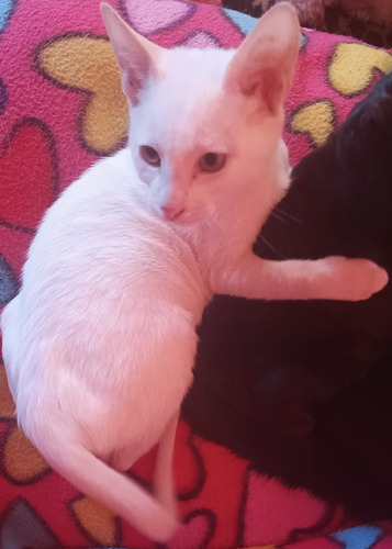Gatita Blanco