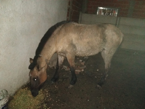Imagen 2 de 2 de Potrillo De 1año Y Medio Altura 130 Masomeno