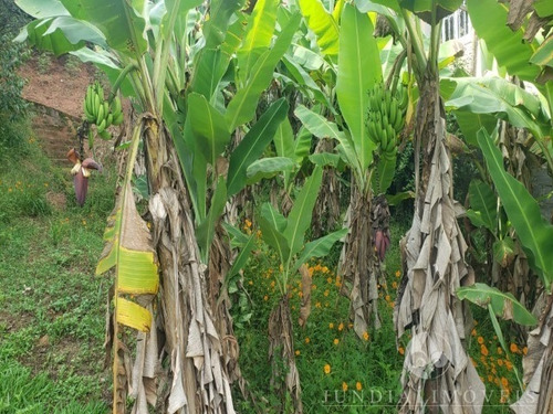 Imagem 18 de 30 de Chácara À Venda No Condomínio Vivenda, Na Rota Do Vinho Em Jundiaí - 2.827 M², Casa Simples, Pomar, Piscina, Muito Verde. Churrasqueira, Gramada. - Ch00075 - 32888544