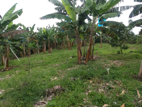 Se Vende Finca Vda Mesa Alta Quimbaya - Filandia