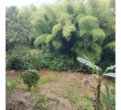 Vendo Finca Por El Trebol 7,5 Has (11,5 Cuadras) Chinchina