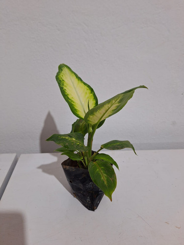 Muda De Comigo-ninguém-pode (dieffenbachia Seguine)