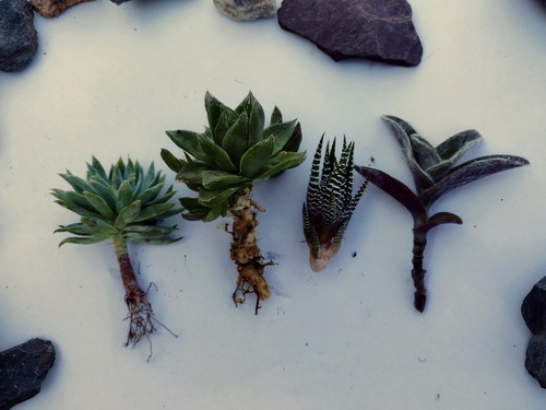 Jardín De Suculentas Y Cactus Para Armar Sin Maceta