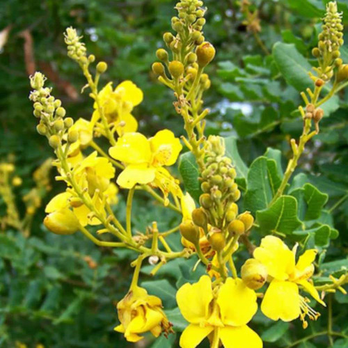 Chá De Catingueira - Caesalpinia Pyramidalis - 100g