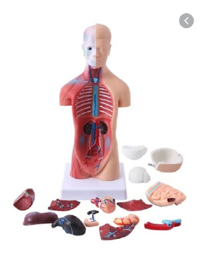Modelo Del Cuerpo Humano