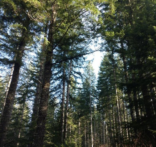 Sementes Pseudotsuga Menziesii Árvore Madeireira Para Mudas