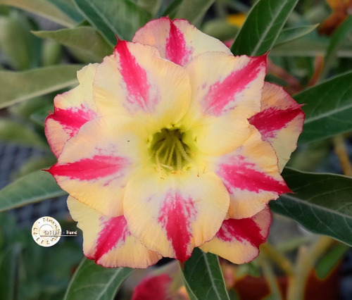 Kit 20 Sementes Rosas Do Deserto Mix Para Mudas Em Jardim