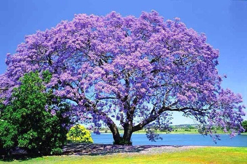 50 Sementes Jacarandá Azul Mimoso Mimosilia Frete Barato 