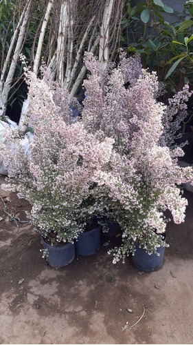 Calluna Vulgaris, Brecina, Argaña, Biercol, Mogariza 5lts