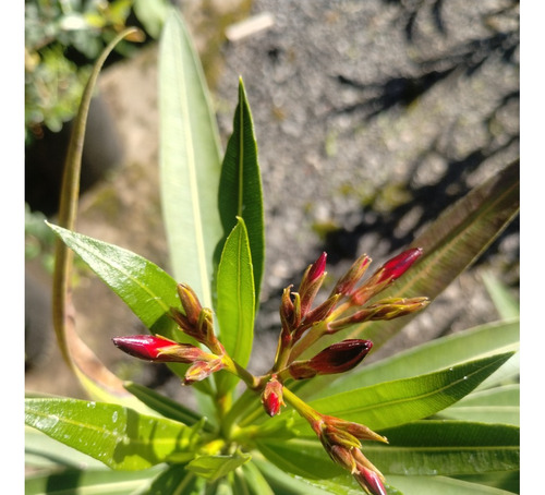 Laurel De Flor Plantas Cerco Vivo Perimetral