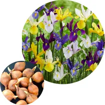 Comprar Bulbos De Iris Hollandica Colores Unicos X 5 Bulbos