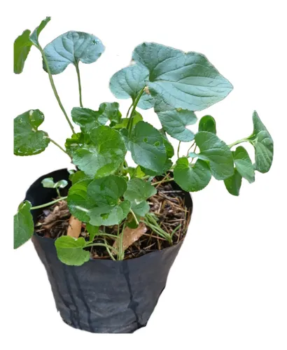 Centella Asiática Planta (gotu Kola)