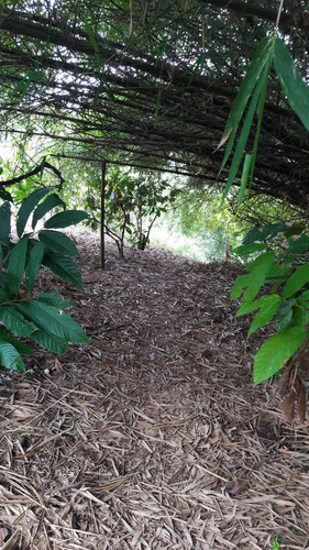 Imagen 1 de 14 de Hermosa Finca Vacacional Y Productiva En Vía A Las Mercedes