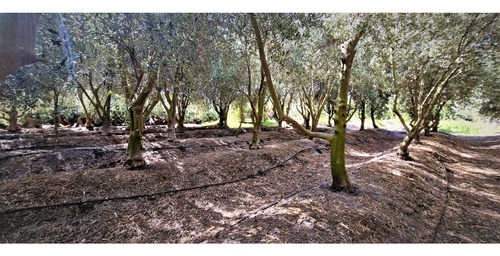 Parcela De 5.000 M2., En Venta En San Isidro, Quillota. Árbo
