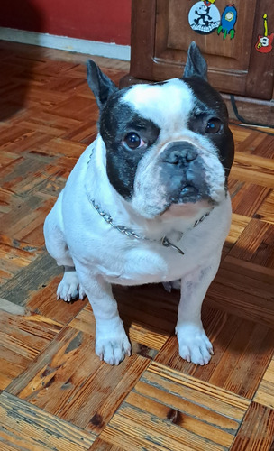 Servicio De Buldog Frances