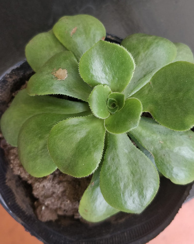 Aeonium Glutinosum