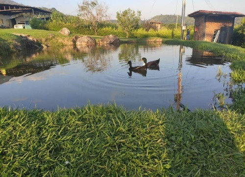 Imagen 5 de 28 de Vende Espectacular Finca La Esperanza En El Municipio San Cristobal, Estado Tachira. Lino Juvinao