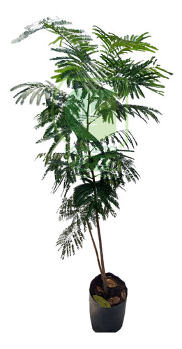 Acacia Roja 2.1m