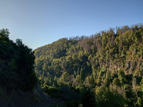 Molina, Radal Parcela De 5.000 M2 Rodeada De Bosque Nativo