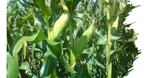 Semilla De Maiz Para Grano Blanco Para Temporal Y Riego 5kg