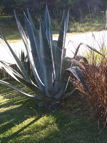 Agaves Plantas Y Plantines 