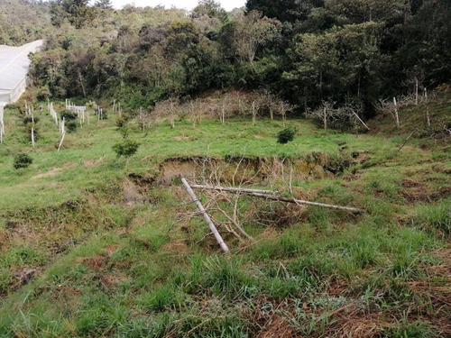 Encantador Lote En Venta Con Producción De Aguacates  San Vicente