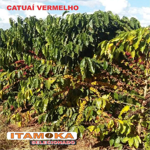 Café Sem Torrar 19 Kg Cru Tipo Exportação Arábica Sul Minas
