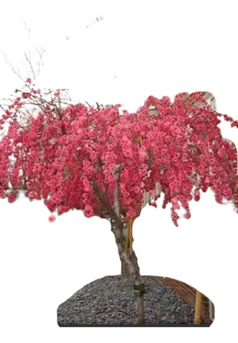 Cerezo Japonés Llorón Rosa. !!! Wooow Que Belleza !!!+regalo