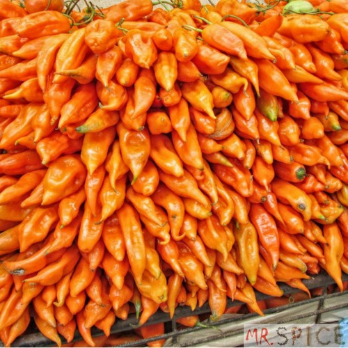Sementes De Pimenta Aji Amarillo Pimenta Peruana Pra Hortas