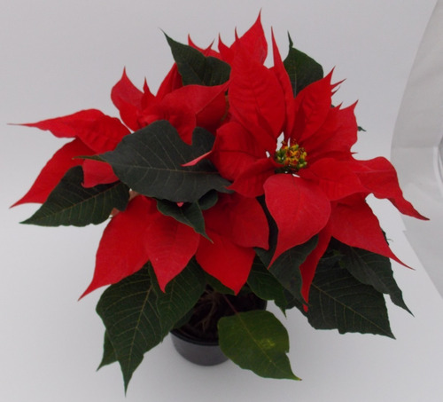 Imagen 3 de 10 de Planta Nochebuena 5 Pulgadas (premium)