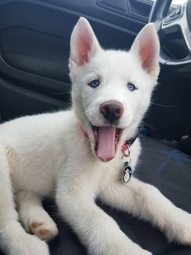 Perros Cachorros Husky Lobo Siberiano Hosky Huski Puppy Dog