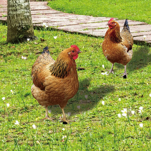 Decoração De Pátio De Primavera Em Forma De Frango, Cartão D