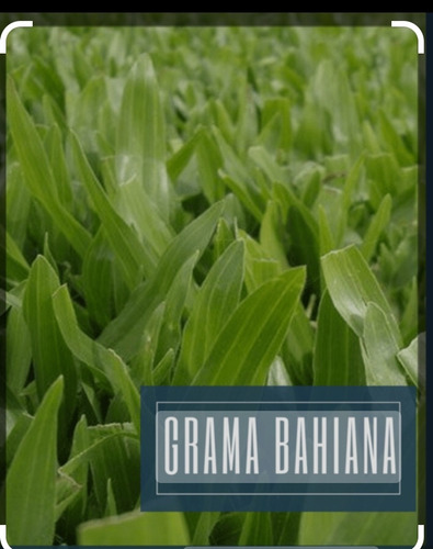 Grama Bahiana Directa De Cultivo !!