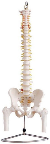 Columna Vertebral Con Cadera Y  Femur Para Estudio Práctica