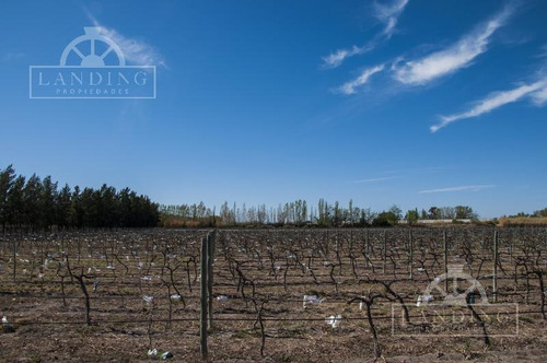 Imagen 30 de 30 de Campo - Finca Productiva De Primer Nivel, Mendoza, 80 Hectareas
