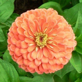Flor Zínia Gigante Cores Sortidas Para Jardins 60 Sementes