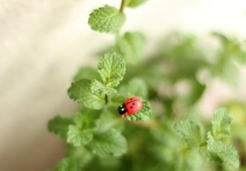 Imagen 7 de 10 de 50 Mariquitas Miniaturas Con Adhesivo