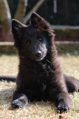 Ovejero Belga 21 Negro