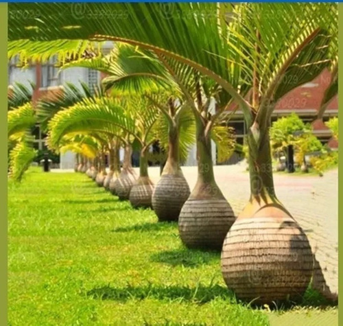 Palma Botella No Semilla De 40 Cm Aprox Foto Ilustrativa