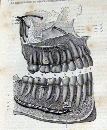 Delafosse Elementos De Historia Natural 1875 Con Grabados