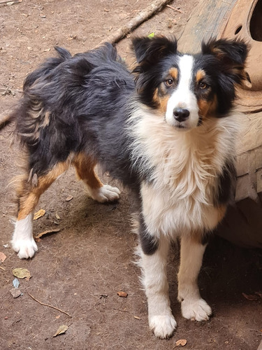 Cachorro Pastor Australiano