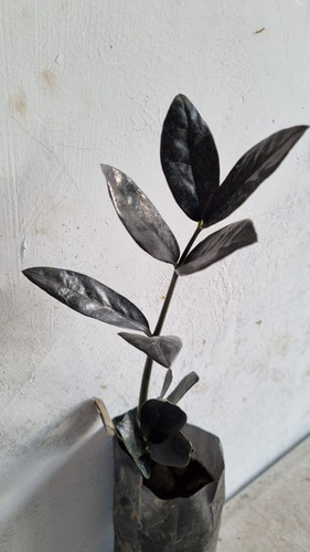 Zamioculca Zamifolia Zz Plant Zamia Negra No Semilla Envió 