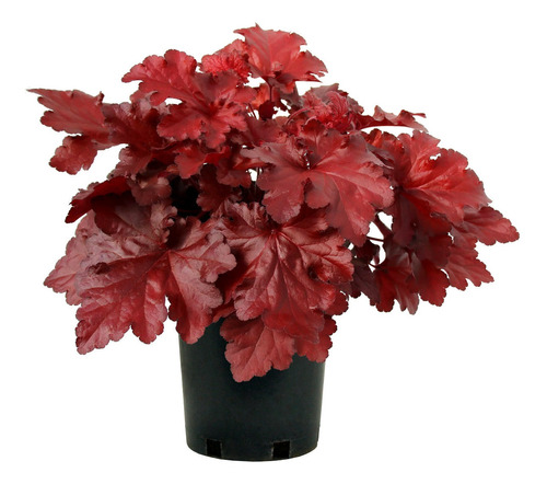 Sementes De Heuchera Red Coral Bells Folhagem Inacreditável!