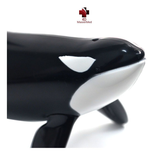 Orca Anatomia Animal Modelo Anatômico Marinho Baleia