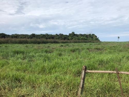 Imagem 1 de 6 de Arrendo 60 Hectares - Regiao De Arealva - Para Plantio