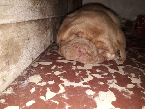 Cachorros Dogo De Burdeos