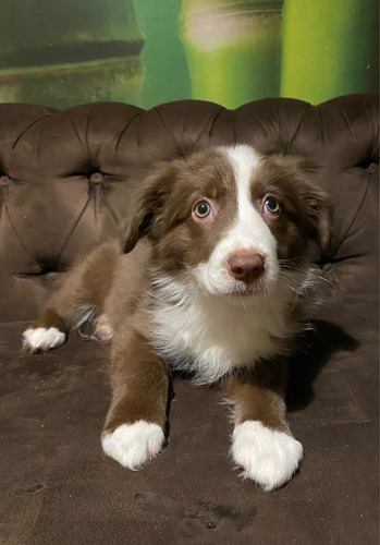 Cachorros Border Collie - Reserva