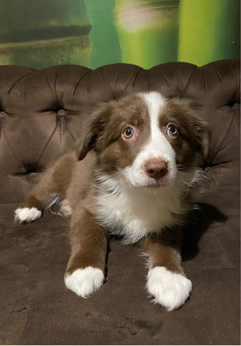 Cachorros Border Collie - Reserva