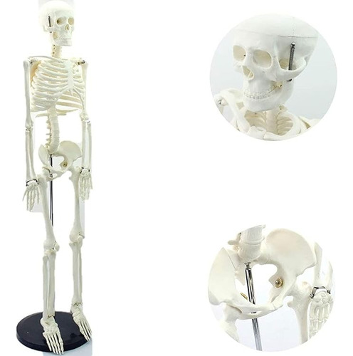 Esqueleto 85 Cm - Modelo Anatómico