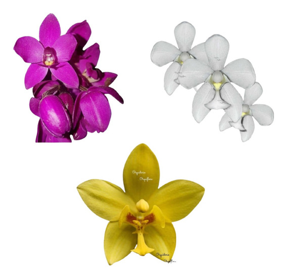 Kit Orquidea Spathoglottis Amarela+alba+roxa Planta Adultas | Frete grátis